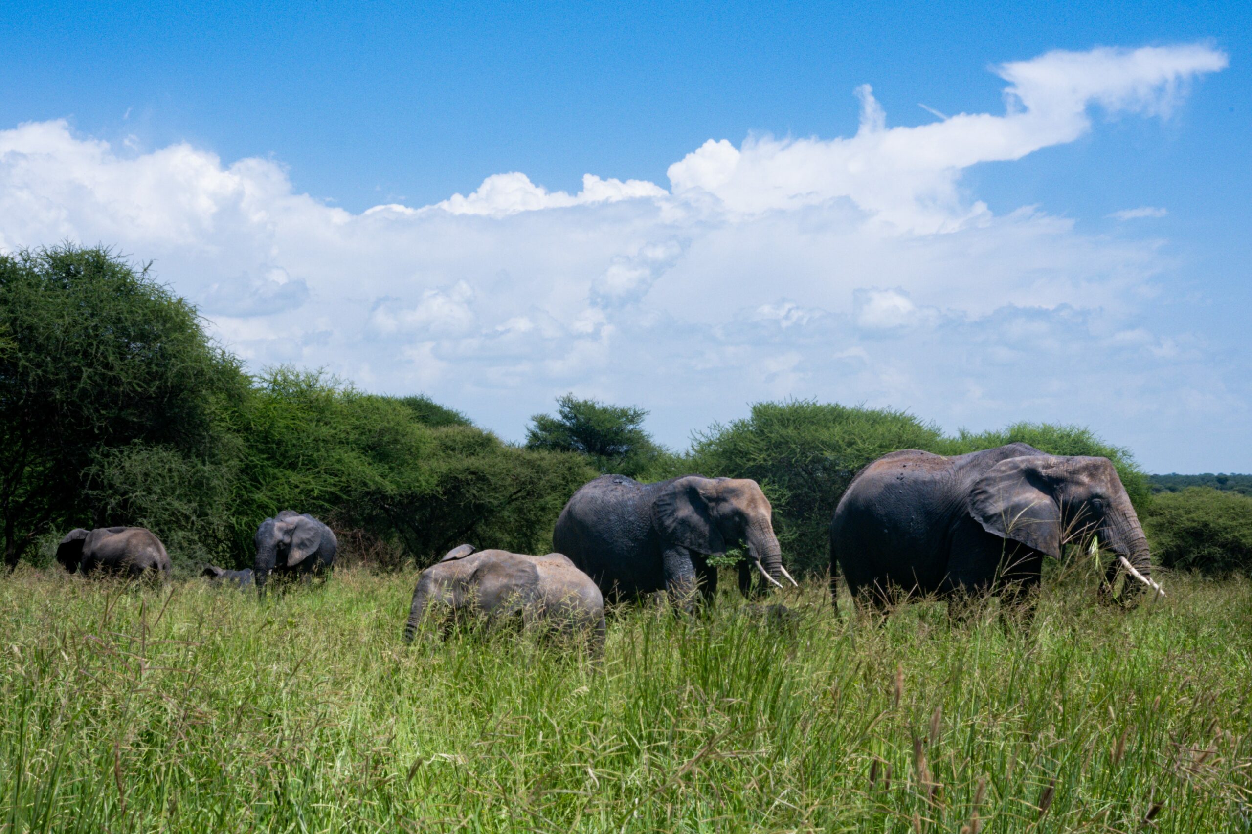 How we deployed a simple wildlife monitoring system on Google Cloud